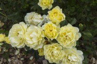 Rosa 'Yellow Submarine' - Floribunda Rose in summer
