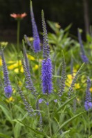 Veronica longifolia 'Blue Giant' - Speedwell in summer
