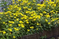 Oenothera perennis - Sundrops in twig edged border in front yard garden in summer