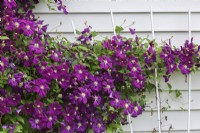 Clematis viticella 'Etoile Violette' growing on side wall of garden shed and trellis in summer