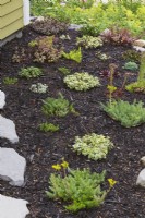 Yellow flowering Sedum rupestre - Stone Orpine, Sedum 'Lime Twister', 'Firecracker' - Stonecrop in black mulch stone edged border in summer