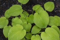 Hosta x hybrida 'August Moon' with water droplets in black mulch border in summer