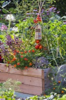 Insects house hanging from tomato cane support in raised bed with basil, French marigold, purple sage and tomatoes.