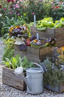 Container growing vegetables and harvested radicchio 'Palla Rossa'.