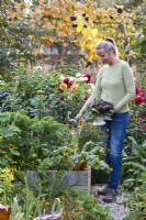 Woman harvesting autumnal vegetables  - chicory and kale, from raised bed.