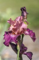 Tall Bearded Iris 'Artistic Web'  - Hybridizer Richard Tasco, 2010
