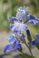 Tall Bearded Iris 'Blue Danub Waves'  - Hybridizer Anton Mego, 2006