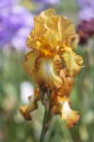 Historic Tall Bearded Iris 'Chinquapin'  - Hybridizer James Gibson, 1959