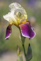 Historic Tall bearded Iris 'Shah Jehan' Hybridizer: E. W. Neel, 1932