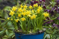 Narcissus 'Tete a tete' planted en masse in blue enamel bucket