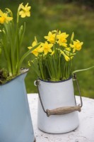 Narcissus 'Tete a tete' displayed in white enamel container on garden chair