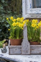 Terracotta pots of Narcissus 'Tete a tete' displayed in wooden trug on white table