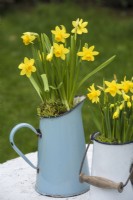 Narcissus 'Tete a tete' displayed in enamel containers on garden table