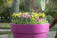 Container filled with Tulips and Daffodils and colourful nameplate on branch. Hammock hanging in the trees.