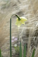 Yellow Daffodil.