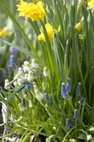 Yellow Daffodils and blue and white Muscari.