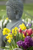 Daffodils, Tulips and Hyacinth in basket. Buddha sculpture.