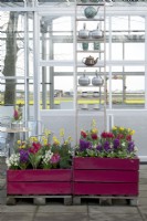 Wooden purple painted containers filled with Hyacinths, Tulips and Daffodils in front of greenhouse decorated with teapots and teacups.