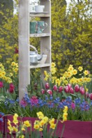 Wooden purple painted containers filled with Hyacinths, Muscari, Tulips and Daffodils in front of decoration with kettles and teacups.