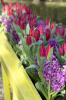 Hyacinth purple and red Tulips in yellow container.