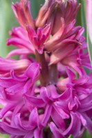 Hyacinth purple bright pink.