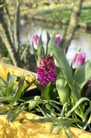 White Allium, Hyacinth purple bright pink and pink white Tulips in yellow container.