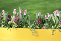 White Allium, Hyacinth purple bright pink and pink white Tulips in yellow container.