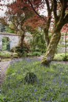 Bluebells below an acer in the flower garden at Enys Garden in Cornwall in early May