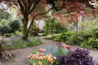 The flower garden at Enys Garden in Cornwall in early May with bluebells and tulips below an acer