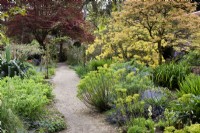 Path through the flower garden at Enys garden in Cornwall in early May