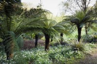 Dicksonia antarctica, tree ferns, with astelias in early May