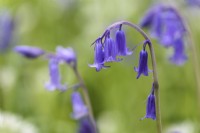 Bluebells in May