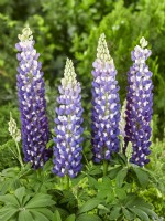 Lupinus King Canute, summer July