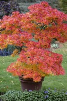 Acer palmatum 'Mikawa-yatsubusa' in a container. 