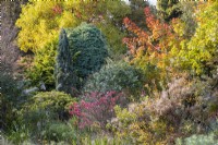Cotinus Grace and Euonymus alatus Timber Creek in mixed autumn border at Foggy Bottom Garden 