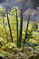 Iris pseudacorus foliage and Cornus sanguinea Midwinter Fire. 