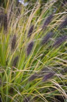 Pennisetum alopecuroides Black Beauty, Chinese fountain Grass,  October.