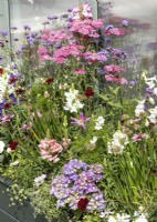 Perennial mix in plant container, spring May
