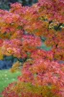 Acer palmatum 'Mikawa-yatsubusa', Japanese Maple. October