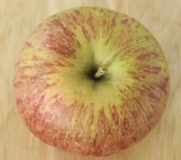 Malus domestica  'Ellison's Orange'  Picked apple  August