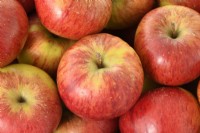 Malus domestica  'Ellison's Orange'  Picked apples  October