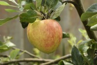 Malus domestica  'James Grieve'  Apple  September

