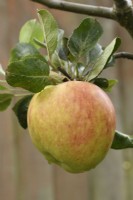 Malus domestica  'James Grieve'  Apple  September
