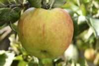 Malus domestica  'James Grieve'  Apple  September