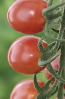 Solanum lycopersicum  'Pink Grape'  Cherry tomatoes  Syn. Lycopersicon esculentum  August