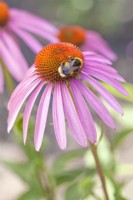 Echinacea 'Pretty Parasol' with Bumblbee - Coneflowers - July 
