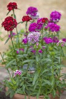 Dianthus barbatus 'Stained Glass' -  Sweet William - July 