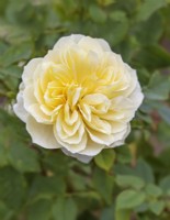 Rosa 'The Country Parson' - Ausclergy - September 