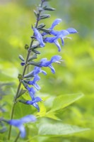 Salvia 'Rocking Blue Suede Shoes' - July 