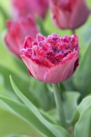 Tulipa 'Cranberry Thistle' - Apri